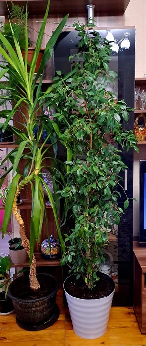 Продам фикусы разного сорта