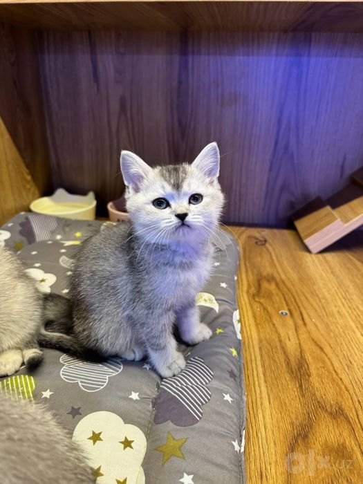 Продаются котята породестые в зоомагазине