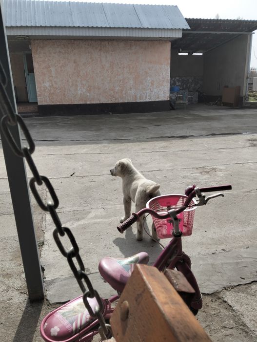 САО еркек күшігі