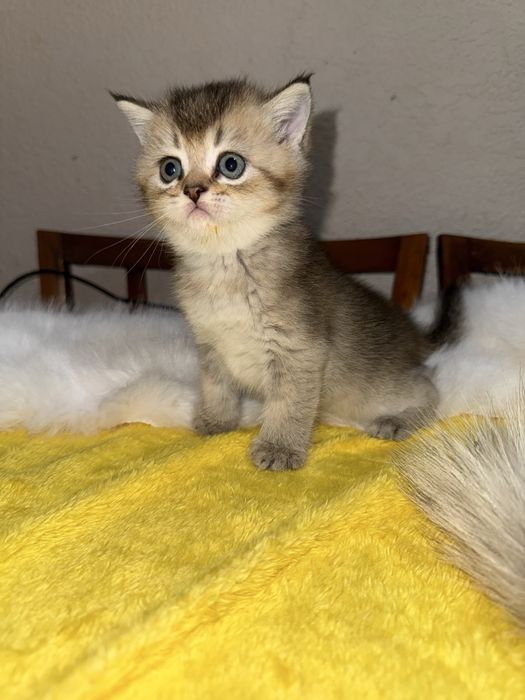 Котята чистокровные Шиншиллы