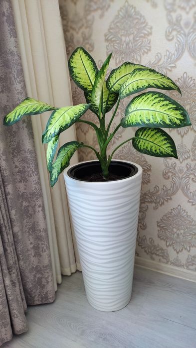 Продам комнатное растение