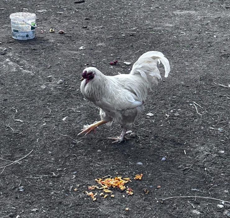 Әтештер сатылады