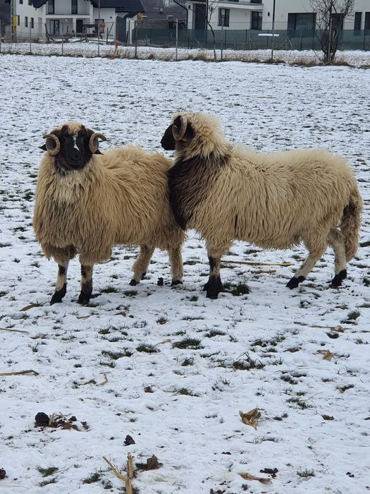 Vand berbeci ce se vad in poze