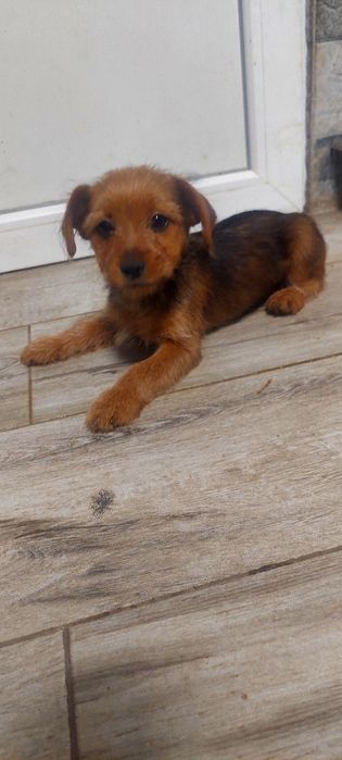 Border Terrier mini toy