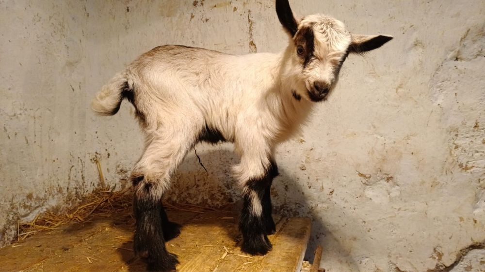 АСЫЛ ТҰҚЫМ альпиский еркек лақ