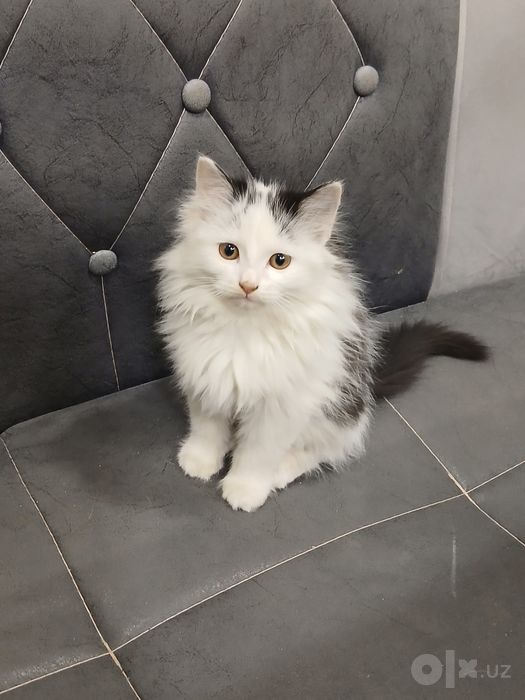 котята в добрые руки, бесплатно