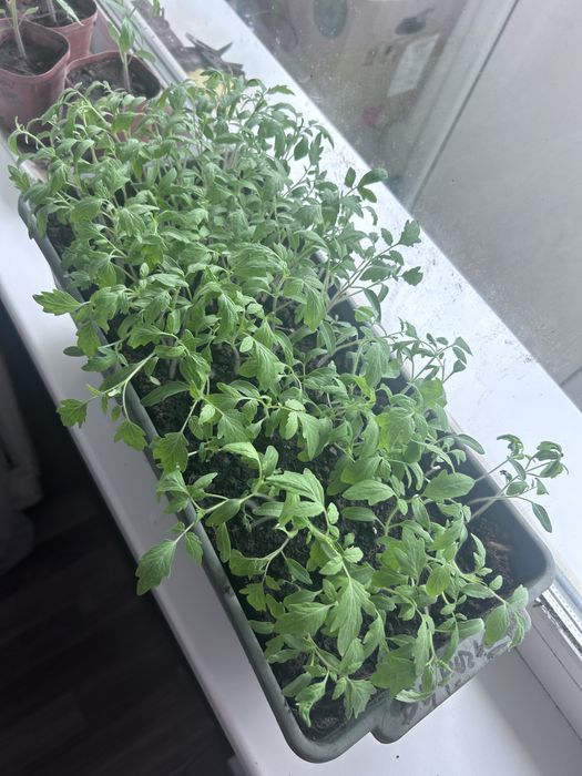 Продам рассады помидора