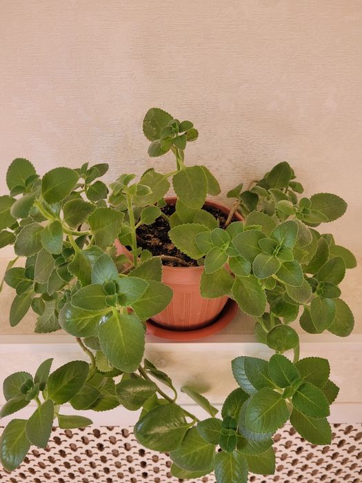 Продам комнатные растений