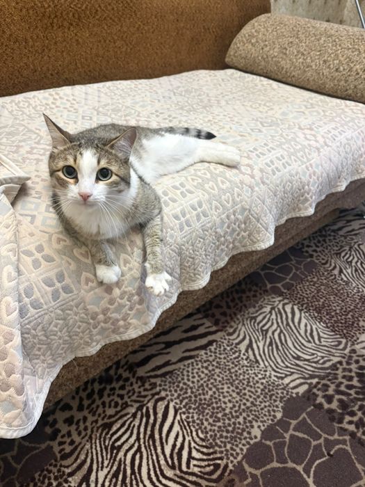 Отдам кота в добрые руки