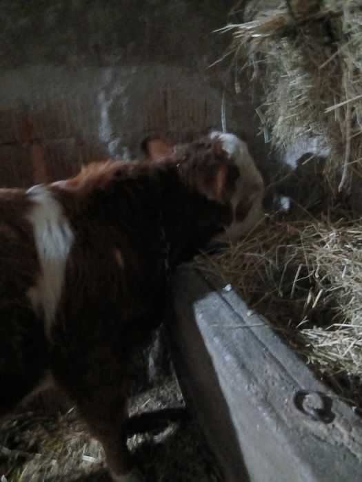 Vând doi tauri și o vițea bălțată