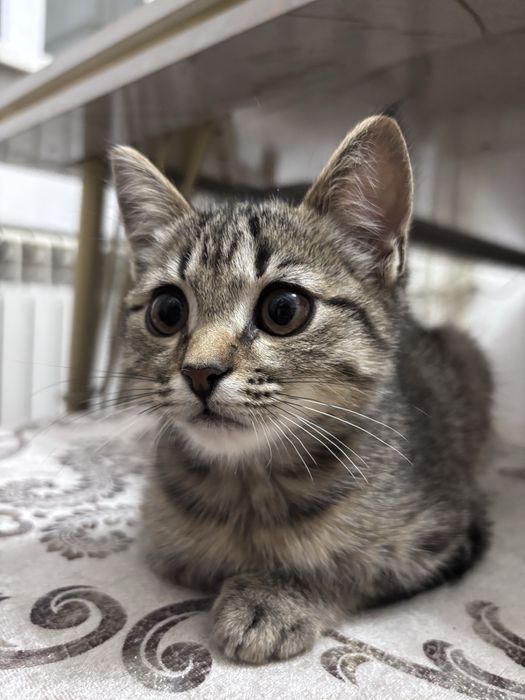 Котенок (девочка) в добрые руки