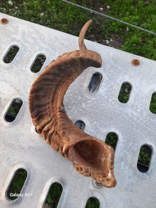 Рог от МУФЛОН. 1 брой