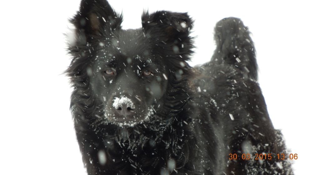 Пропала собака. В районе аэропорта.
