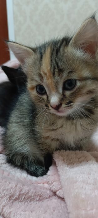 Отдам котенка в добрые руки