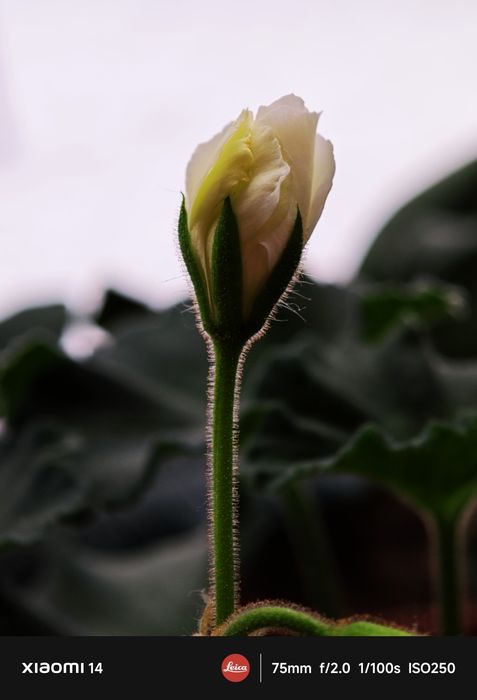 Xiaomi 14  читать внимательно