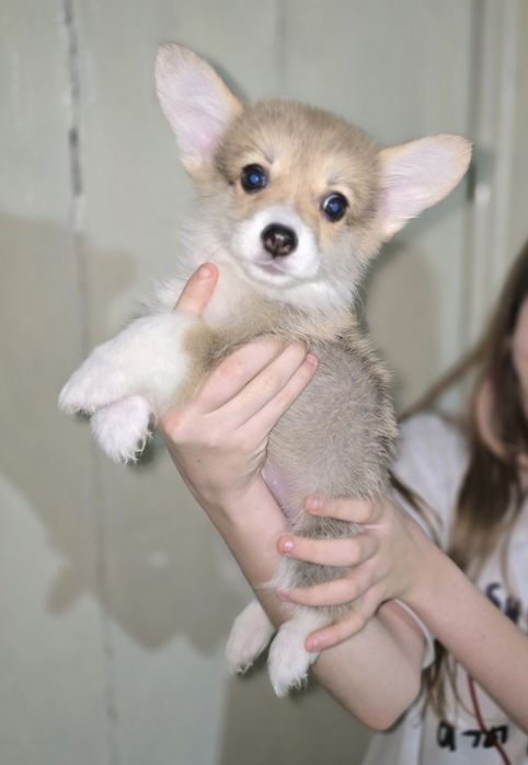 Вельш корги пемброк