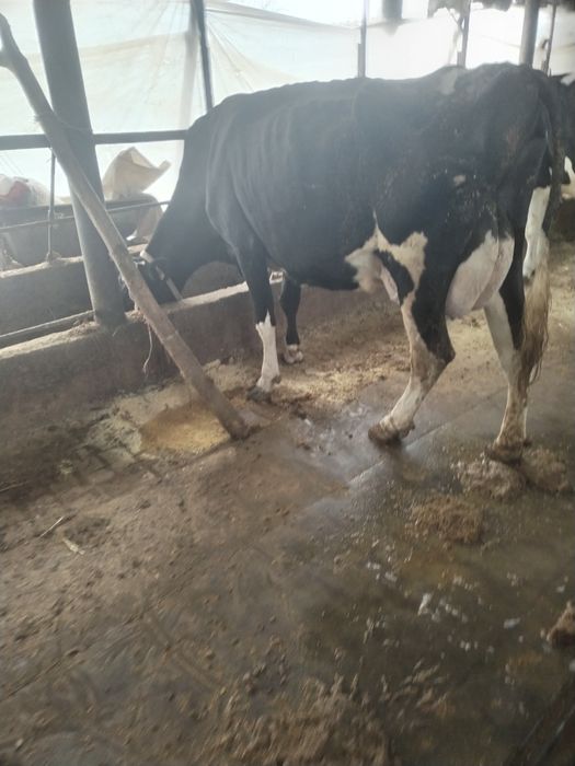 Semintal sigir toza qonli 2 tuggan   suti bor 25 letr  sotladi