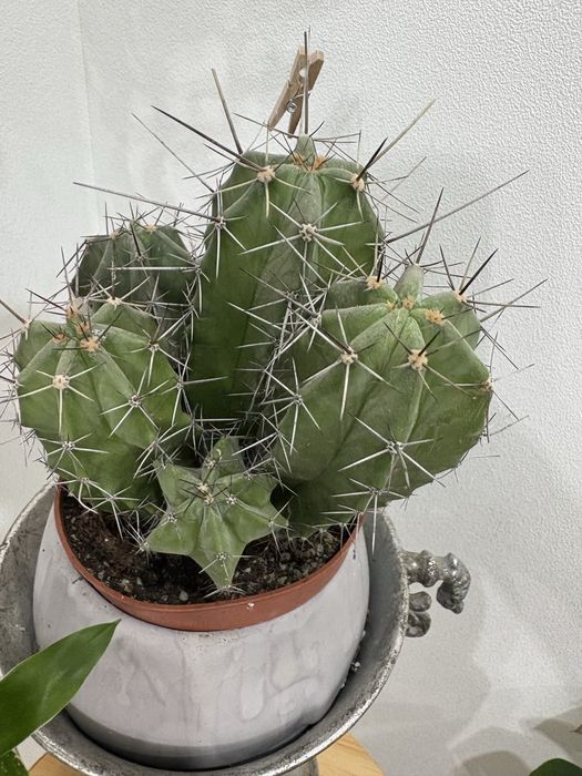 Кактусы, филодендрон, пахира