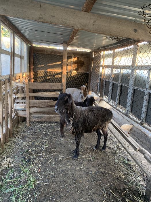 Қой тоқты сатылады