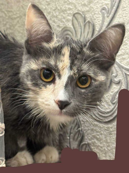 Кошка домашняя маленькая, отдаю бесплатно