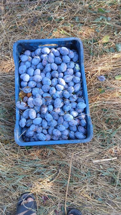 Prune pentru țuică – dulci și bine coapte
