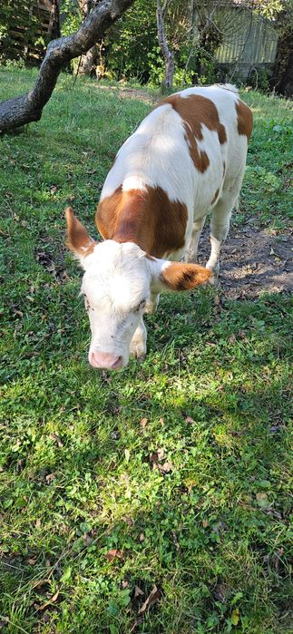 Vitea de rasa simmental