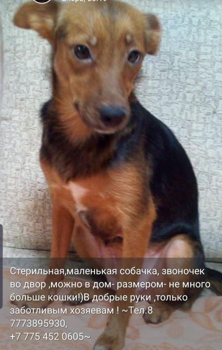 Отдам даром соьачку