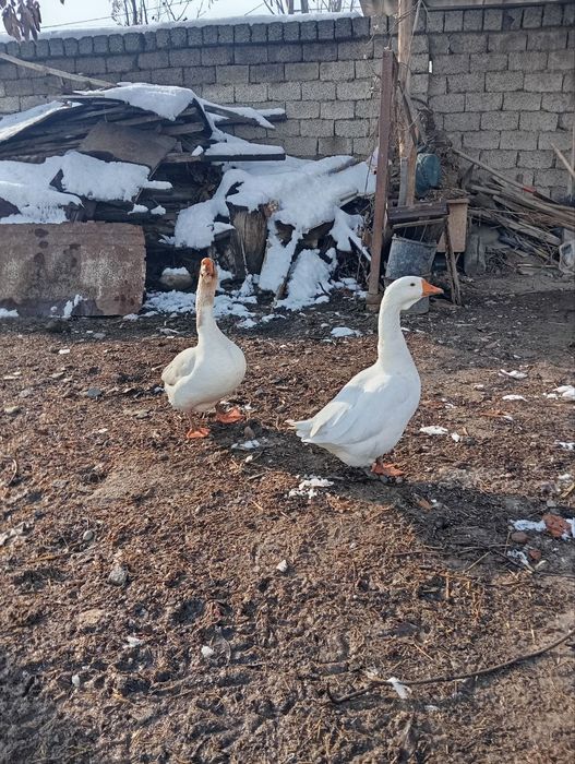 G'ozlar sotiladi 10 ta