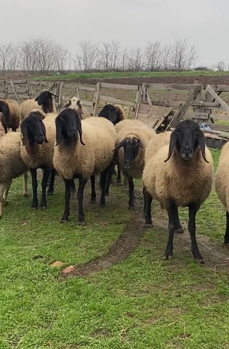 Oi carabasa cu cap negru de Teleorman