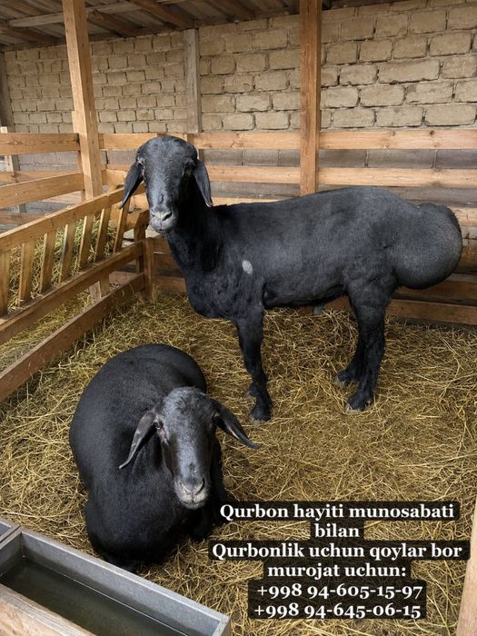 Qurbonlik uchun Qo’ylar bor