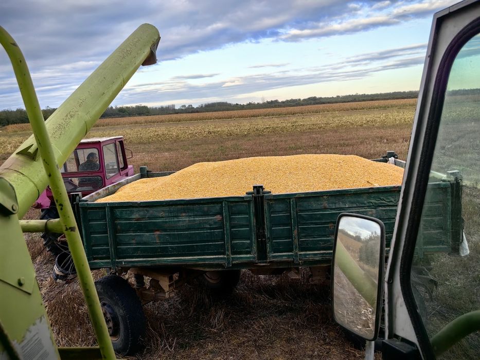 Porumb de vânzare - asigur transport