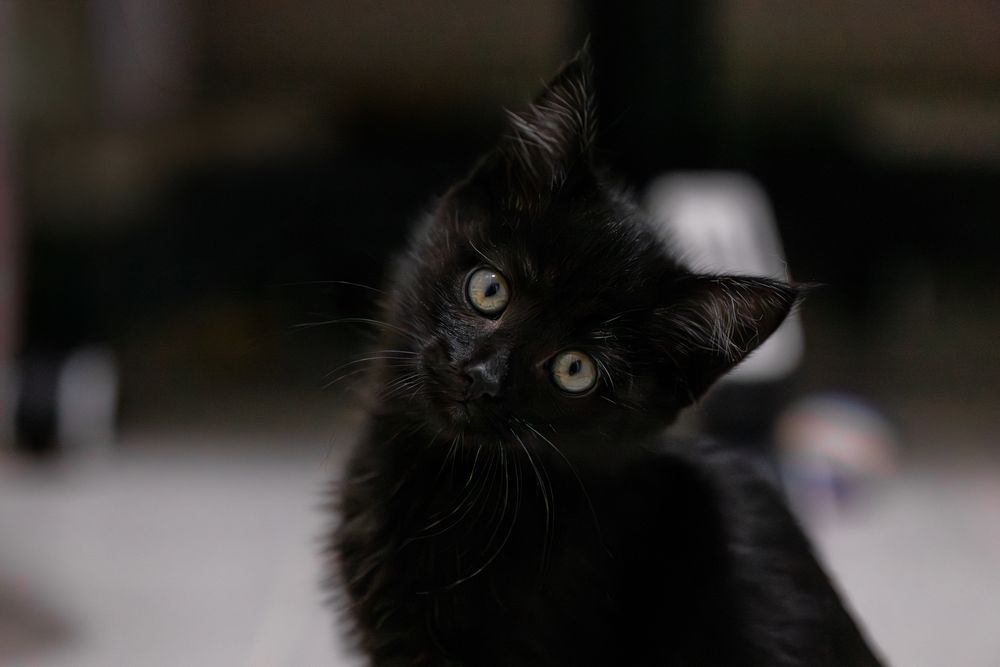 Котенок в добрые руки