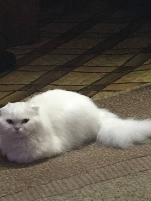 Шотландская вислоухая