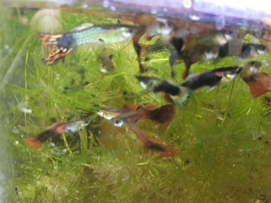 Продаю рыбки для аквариума