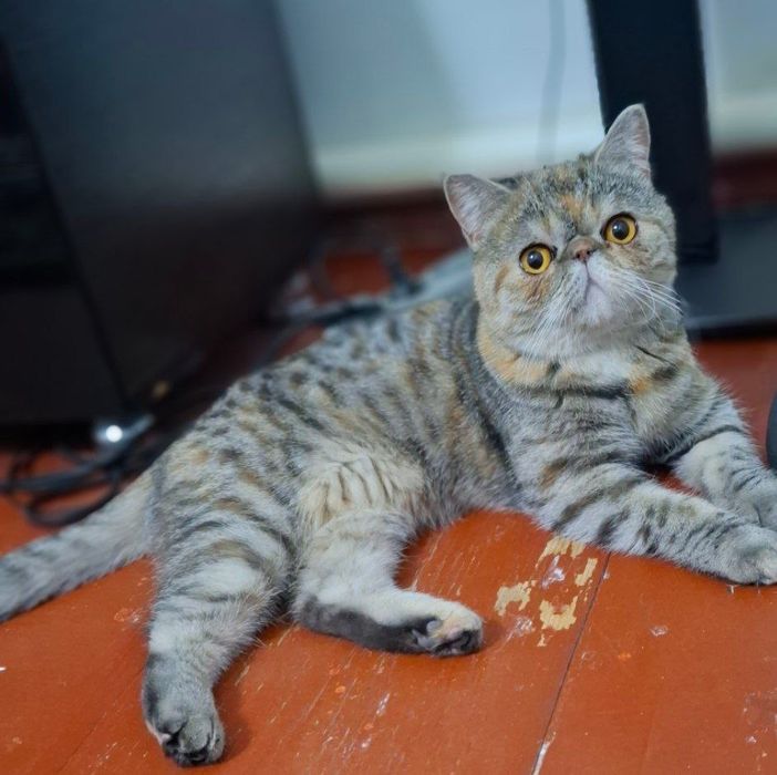 Zotdor mushuk sotiladi