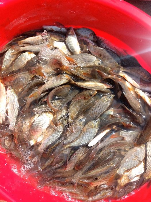 сазан бор таеор 80.грамдан 300 грамгача таеор
амур бор уруглик 50.100