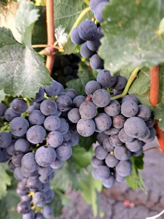 Butasi de vita de vie de anul 2 și de anul 3