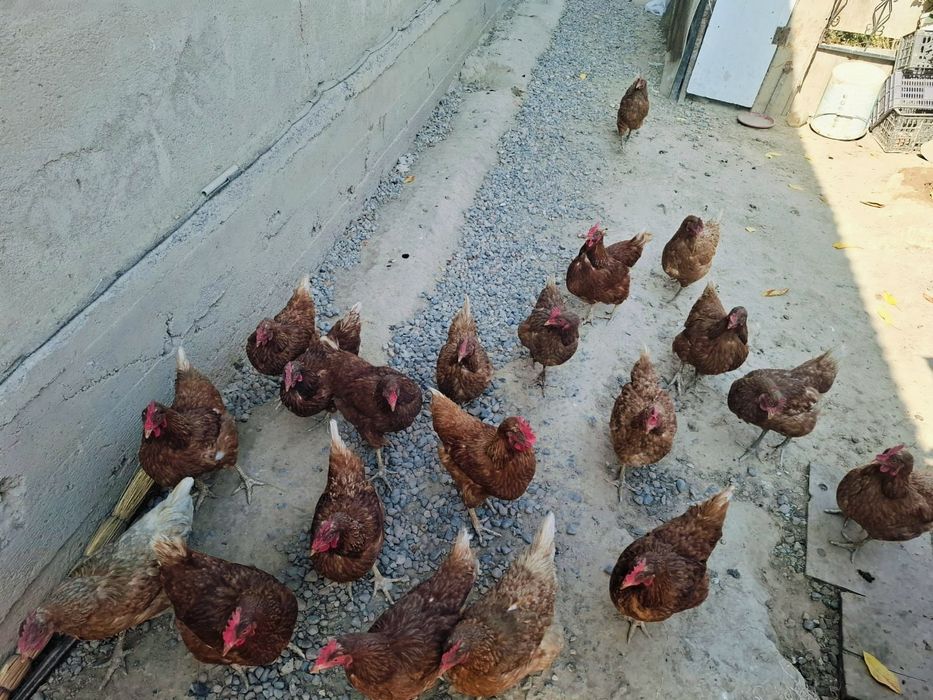 Продам куры ломан браун.