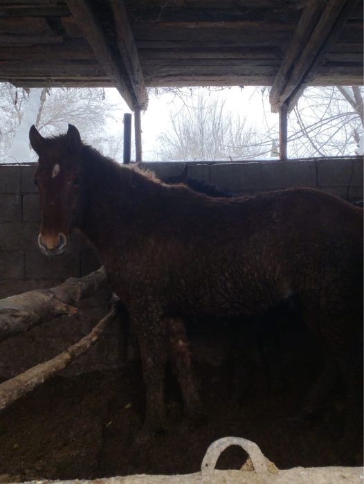 Продам жеребчеков Алтайской породы