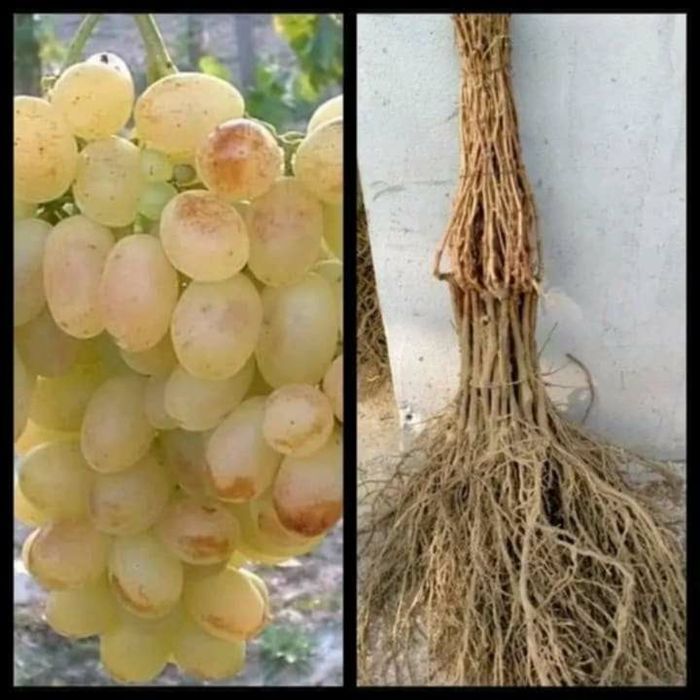 Butasi de vită de vie de anul 2 și de anul 3