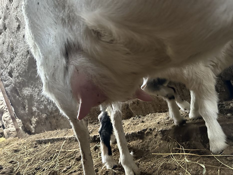 Ешкі Коза сатылады