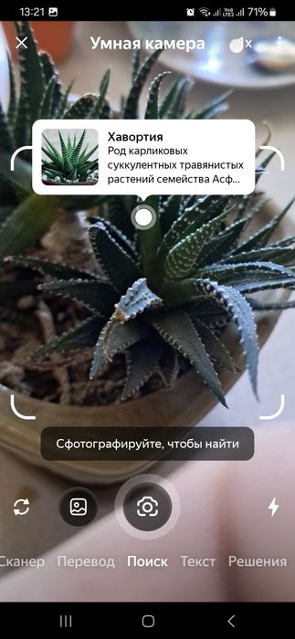 Продам комнатные  цветы. Разные