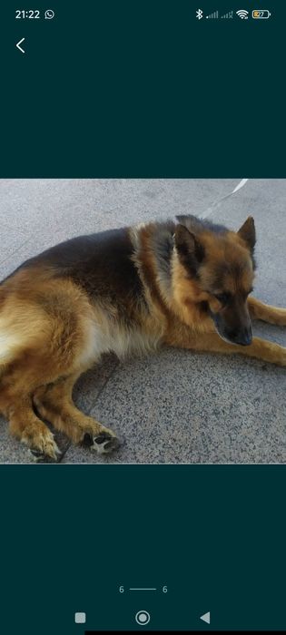 Стрижка кошек и собак