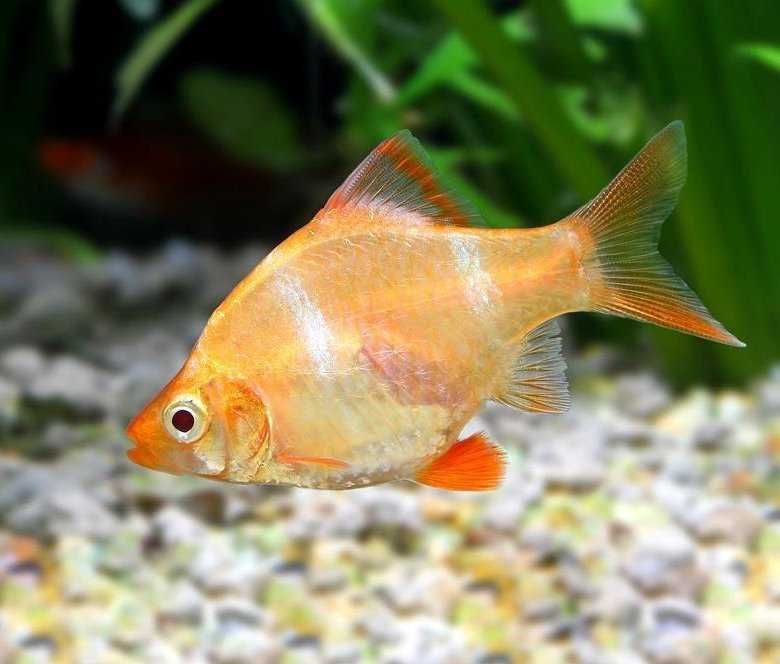 Аквариумная рыбка "Суматранский Барбус"