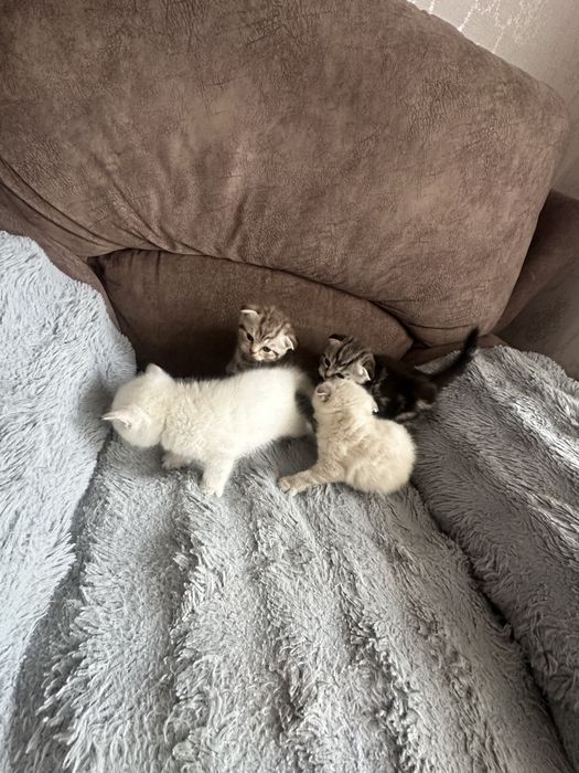 Породистые котята