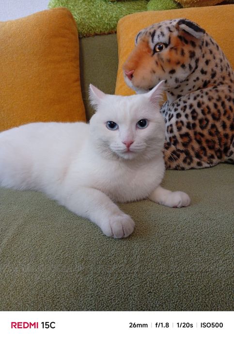 Шикарный белый кот