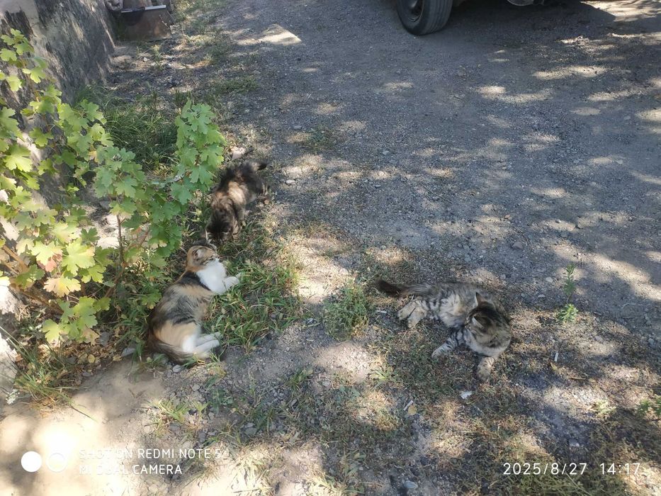 Отдам бесплатно котят