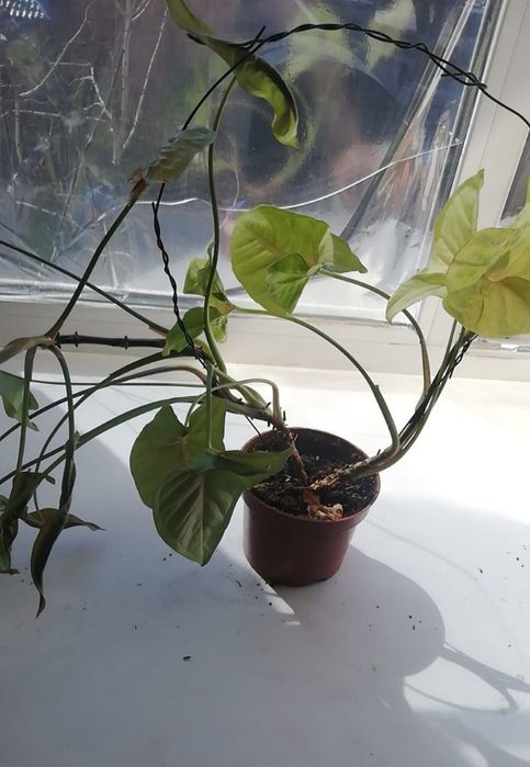 Продам сингониум Ред