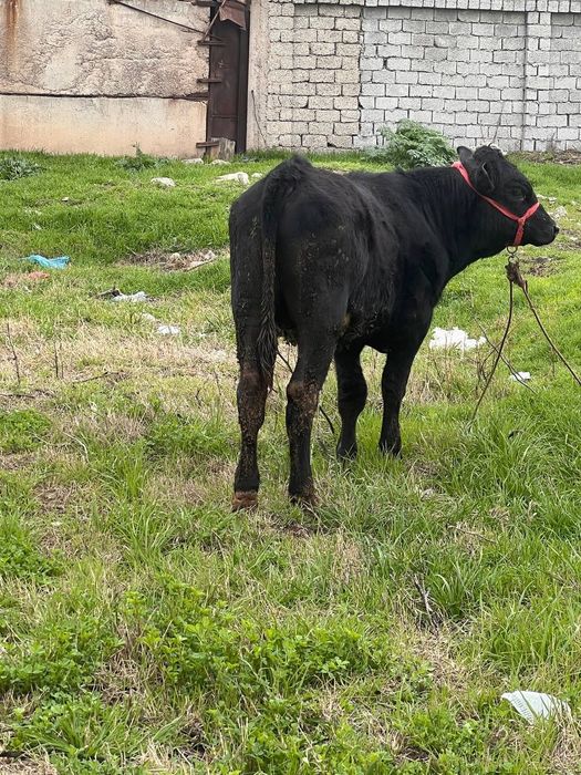 Zoti Angus 8.9 oyli atrofida sog'lom yeb ichishi yaxshii