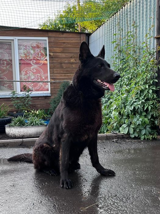 Продаются щенки 2 кабеля и 2 сучки